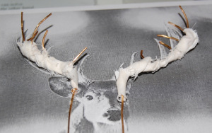 antlers in process 1