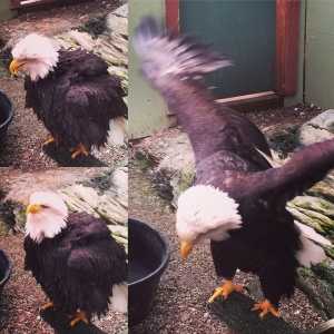 eaglecollage